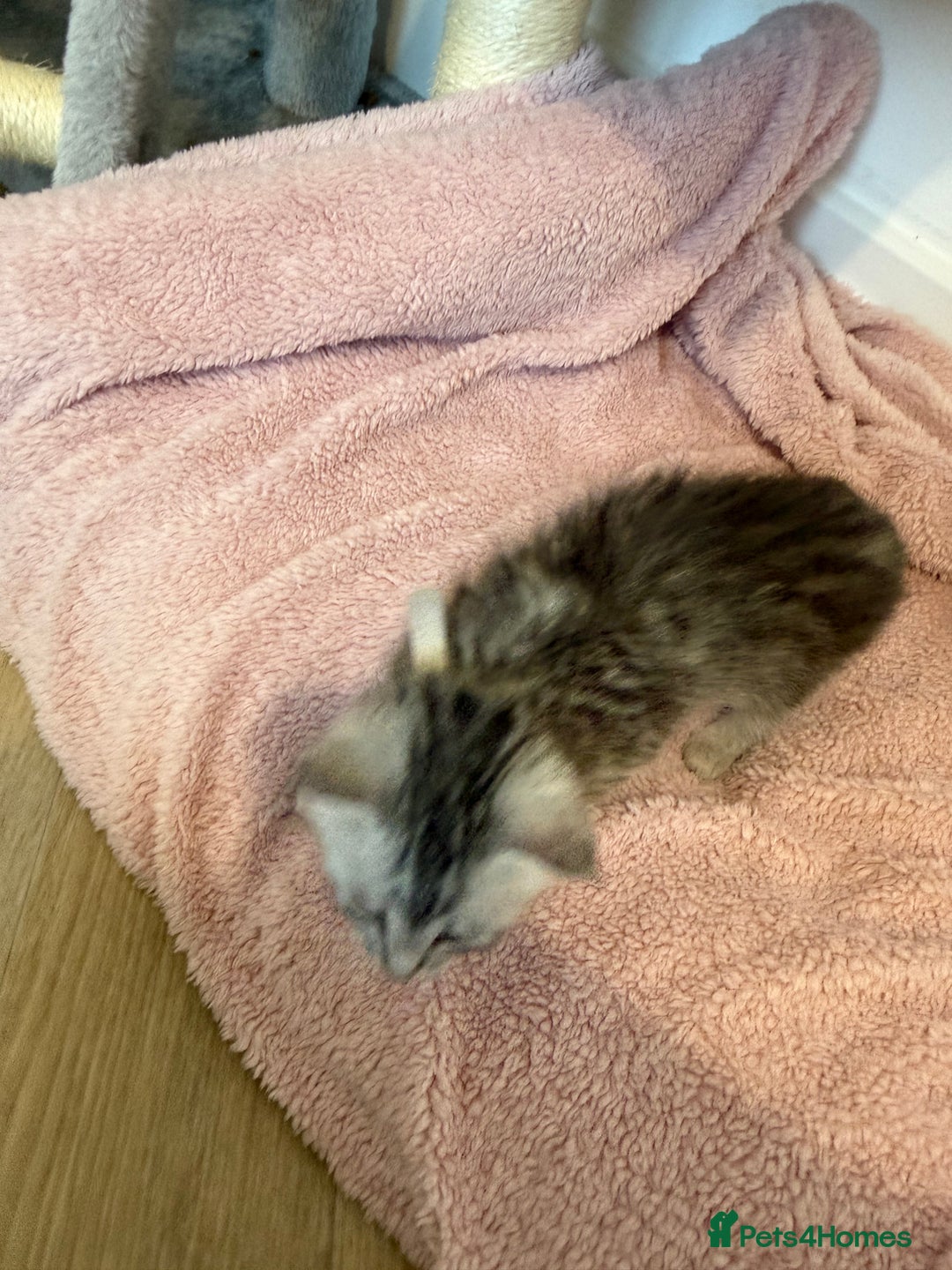 Mixed Breed cats for sale: Maine Coon x Savannah Kittens - Advert 17
