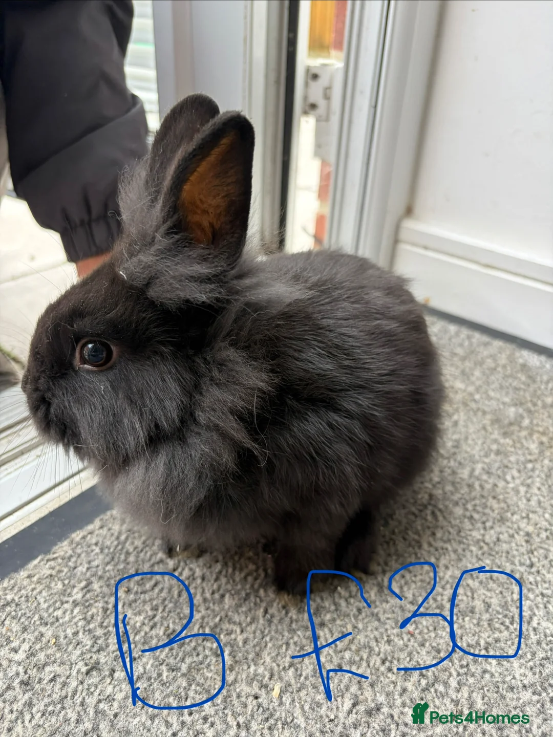 Lionhead rabbits for sale: Rabbits for sale - Advert 8