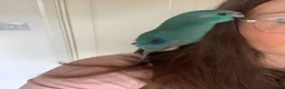 Parakeets birds for sale: Hand Reared Baby Kakarikis  - Advert 12