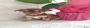 Chihuahua Puppy 2
