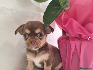 Chihuahua dogs Chihuahuas - Advert 13