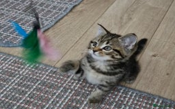 Mixed Breed cats for sale: 2 kittens half British Longhair  - Image 4
