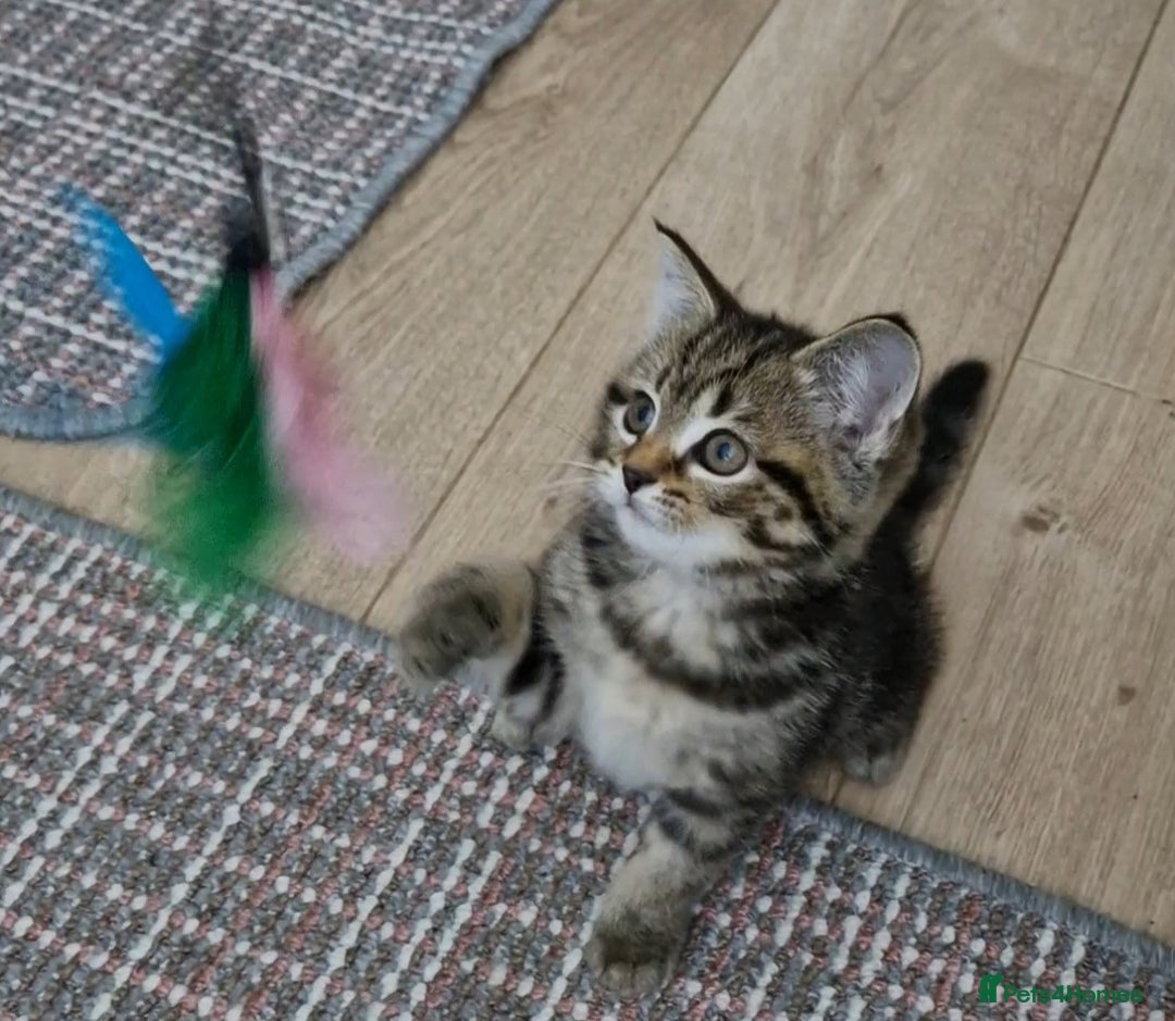 Mixed Breed cats for sale: 2 kittens half British Longhair  - Image 4