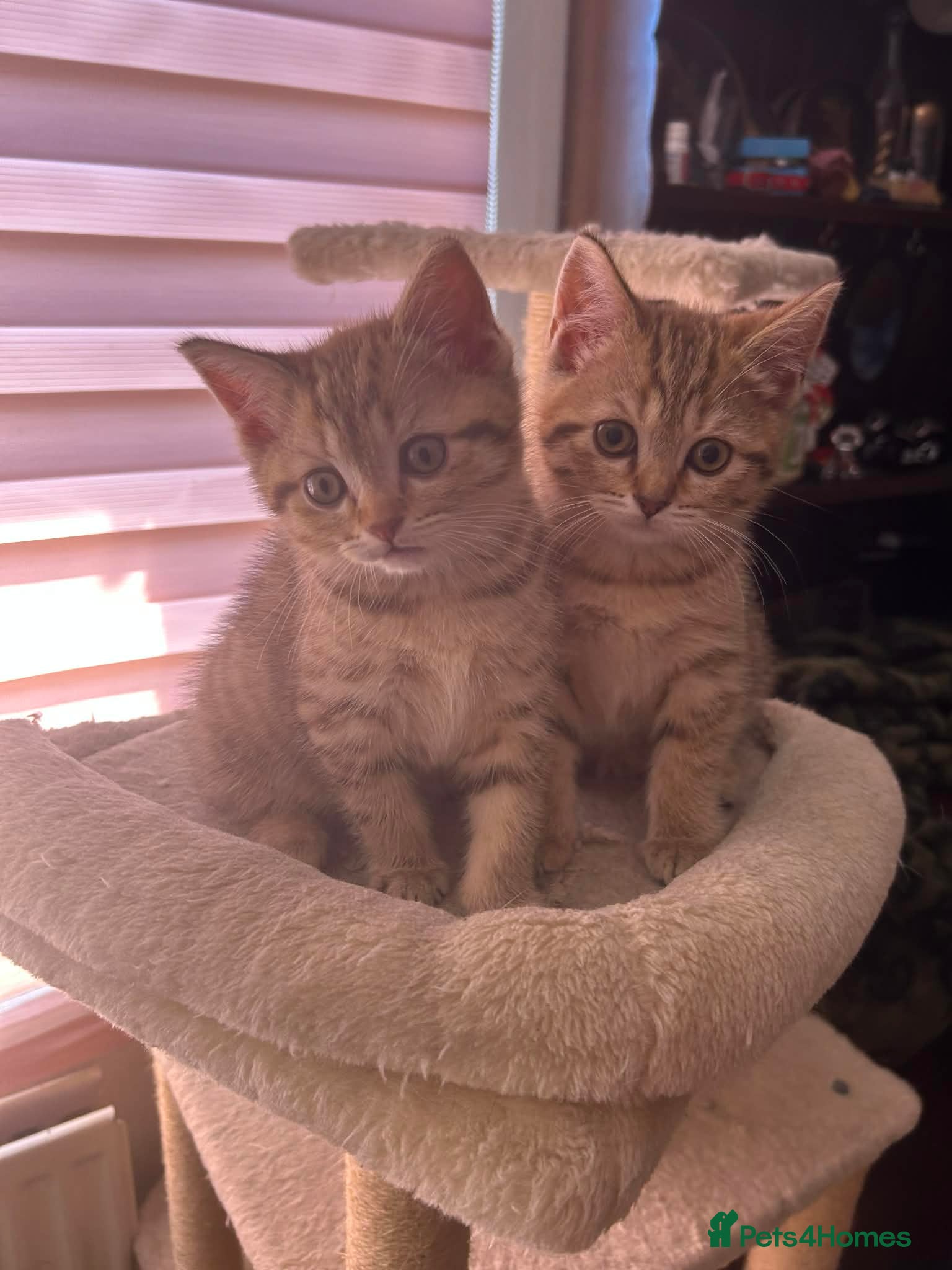 Scottish Fold cats Scottish straight reduced price  - Advert 4