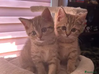 Scottish Fold cats Scottish straight reduced price - Advert 4