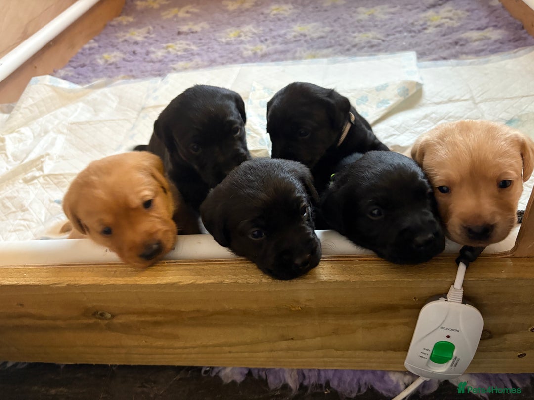 Labrador Retriever dogs for sale: Labrador puppies.  - Advert 13