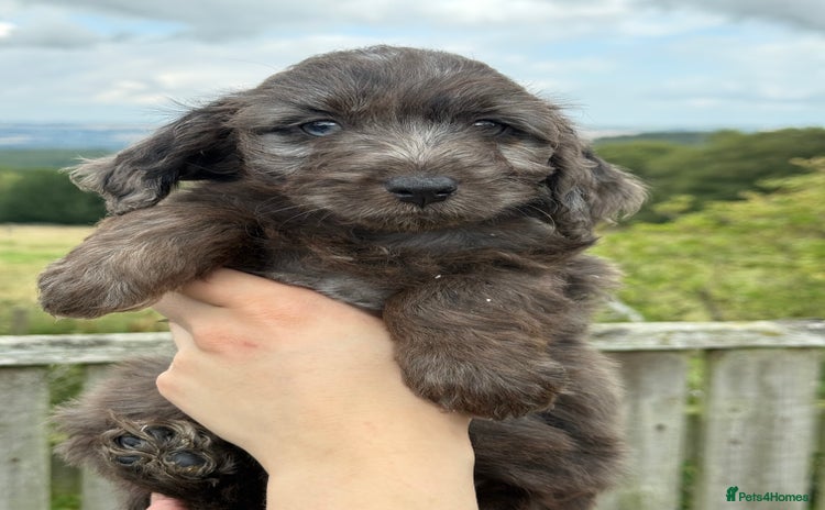 Aussiedoodle dogs - Advert 1
