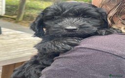 Cockapoo dogs for sale: F1 Miniature Phantom Cockapoos  READY NOW  in Chulmleigh - Image 18