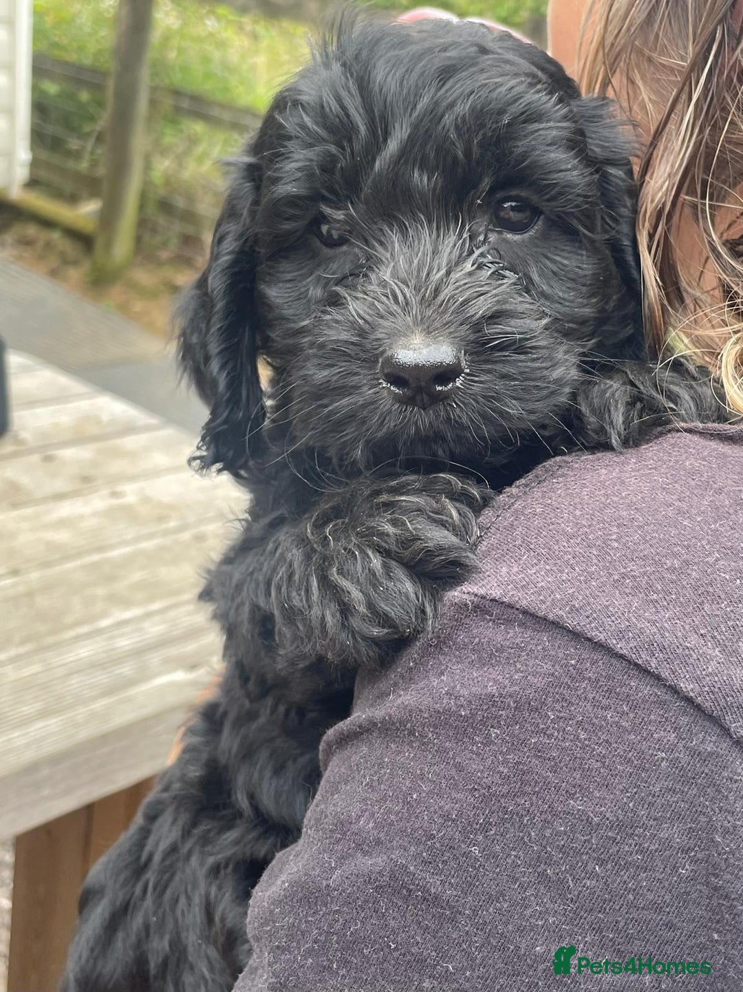 Cockapoo dogs for sale: F1 Miniature Phantom Cockapoos  READY NOW  in Chulmleigh - Image 18
