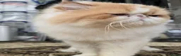 Persian cats for sale: Pedigree Persian CFA Champion Male For Loving Home - Advert 2