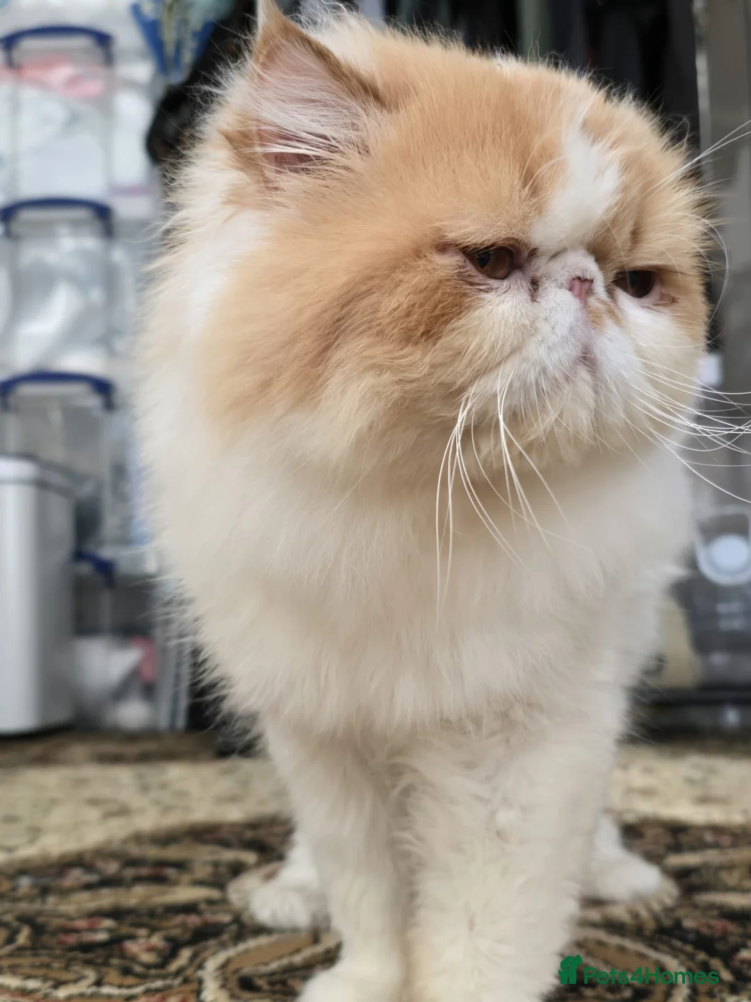 Persian cats for sale: Pedigree Persian CFA Champion Male For Loving Home - Advert 2