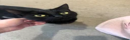 Mixed Breed cats for sale: Kittens black  in Peterborough - Advert 8
