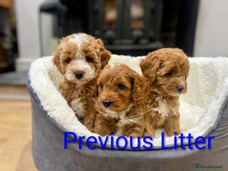 Cavapoo dogs F1b adorable cavapoo puppies - Advert 5