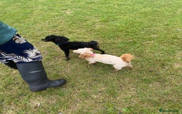 Cavapoochon dogs for sale: Toy Cavapoochons F1B - Image 3