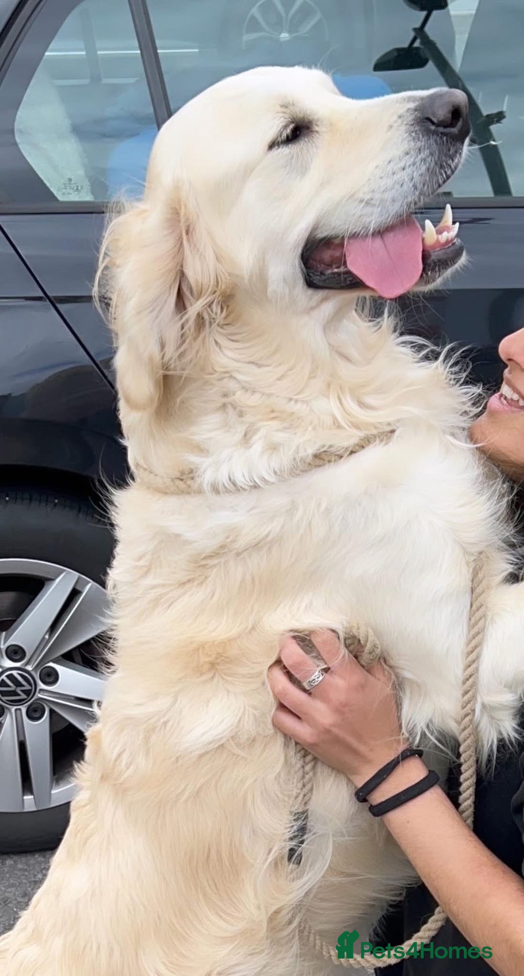 Golden Retriever dogs for stud: Fully health tested therapy dog  - Image 30