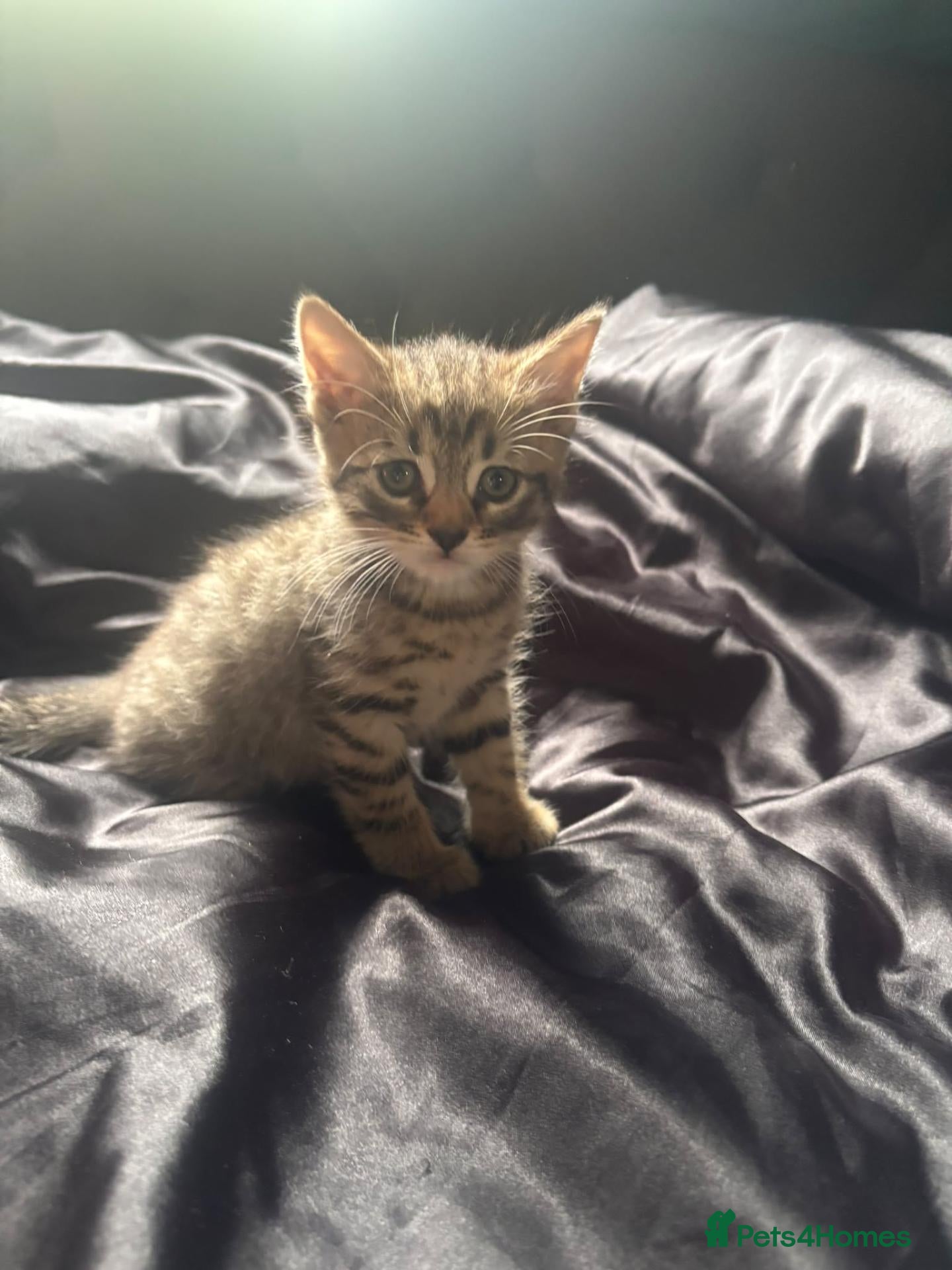 Mixed Breed cats Adorable British long hair Cross Kittens  - Advert 3