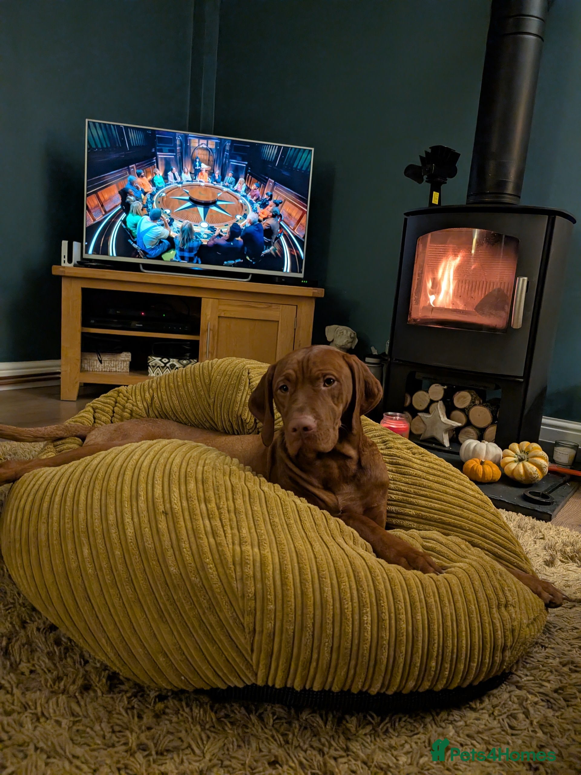 Hungarian Vizsla dogs Hungarian Visla  - Advert 1