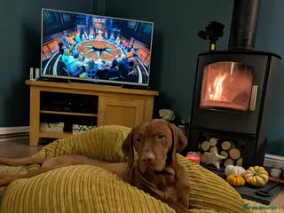 Hungarian Vizsla dogs Hungarian Visla - Advert 1