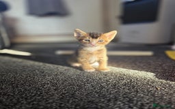 Abyssinian cats for sale: Abyssinian X Bengal Kittens - Image 8