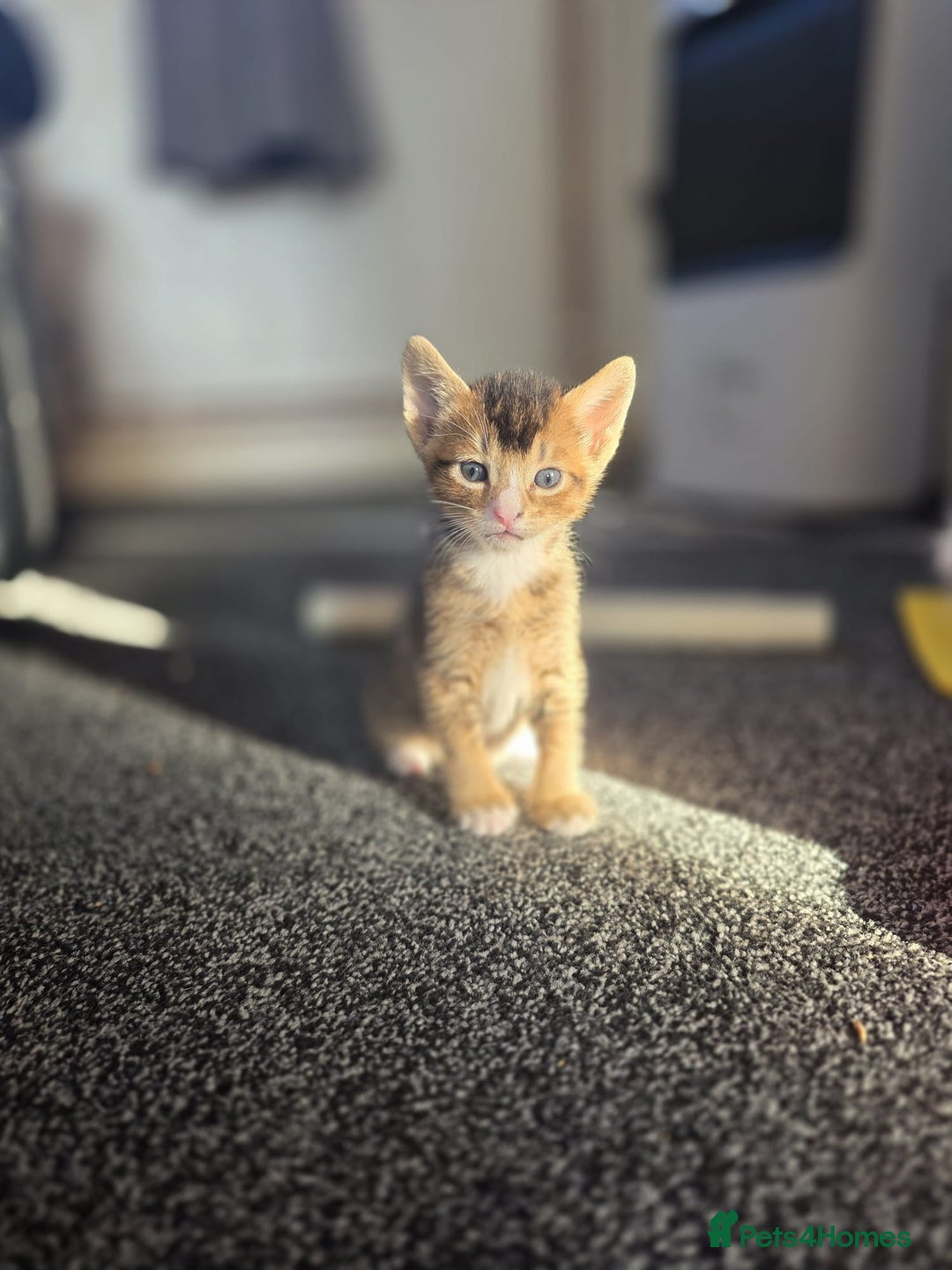 Abyssinian cats for sale: Abyssinian X Bengal Kittens - Image 8