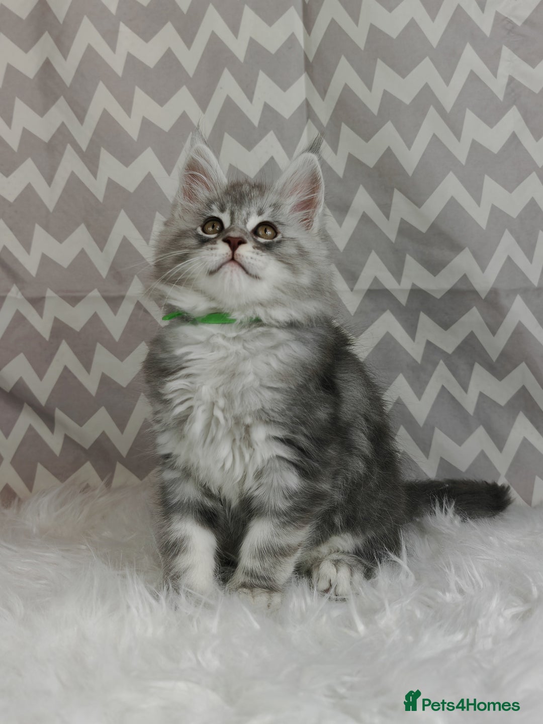 Maine Coon cats for sale: ACTIVE REGISTER BOY SHADED LINE - Advert 7