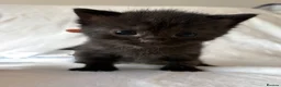 Mixed Breed cats for sale: Kittens  - Advert 4