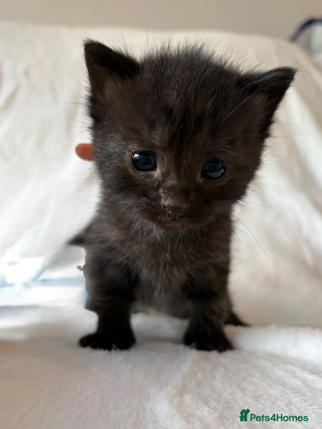 Mixed Breed cats for sale: Kittens  - Advert 4