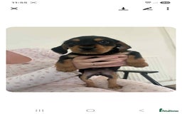 Mixed Breed dogs for sale: Lovely cocker spaniel x - Image 10