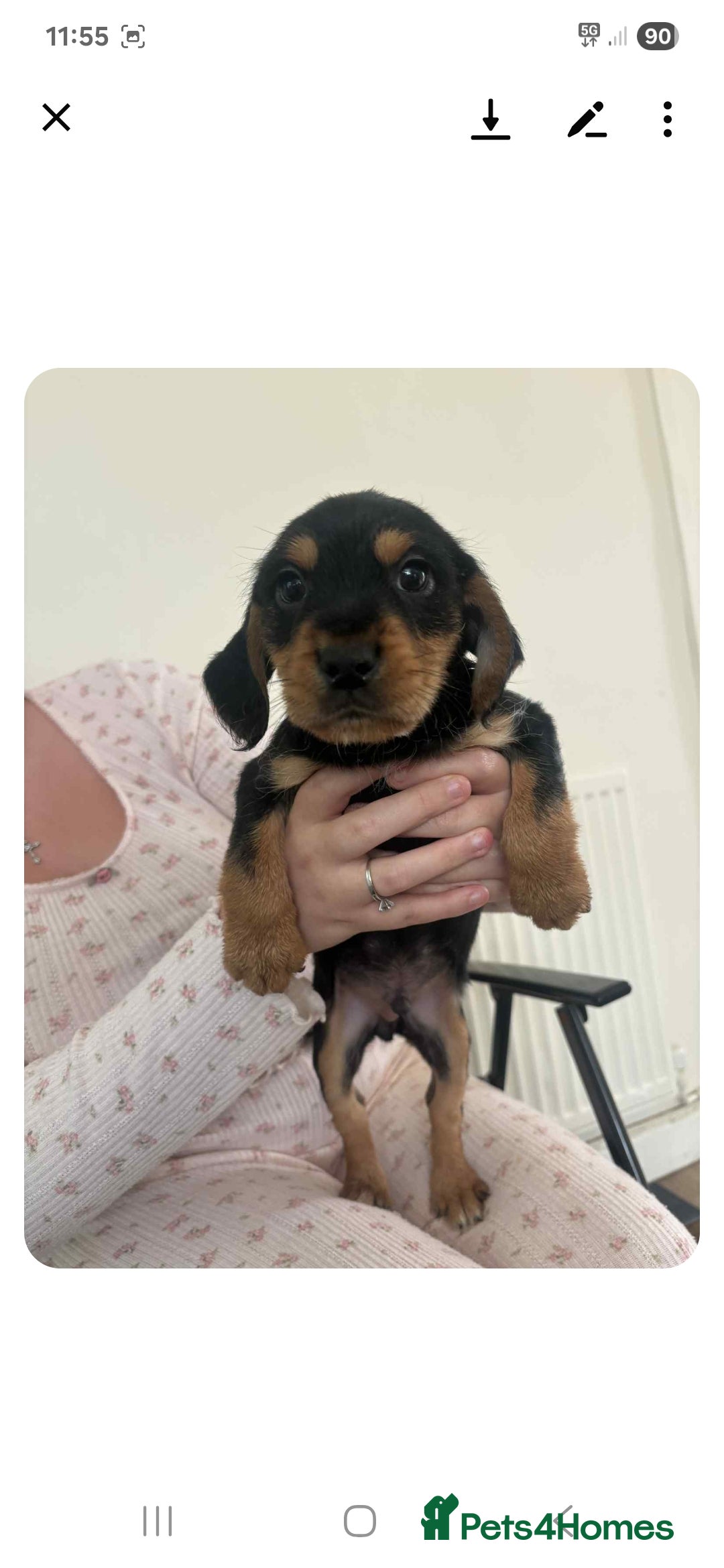 Mixed Breed dogs for sale: Lovely cocker spaniel x - Image 10