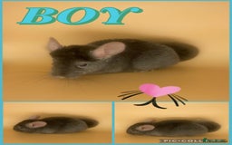 Chinchilla rodents for sale: Baby chinchillas  - Advert 5