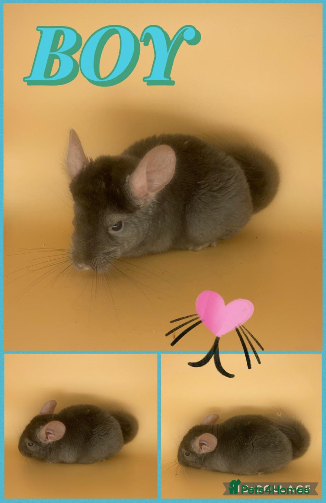 Chinchilla rodents for sale: Baby chinchillas  - Advert 5