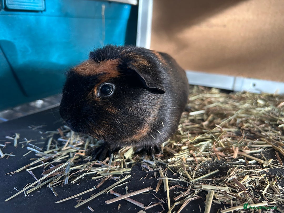 Guinea Pig rodents for sale: Guineapigs  - Advert 6