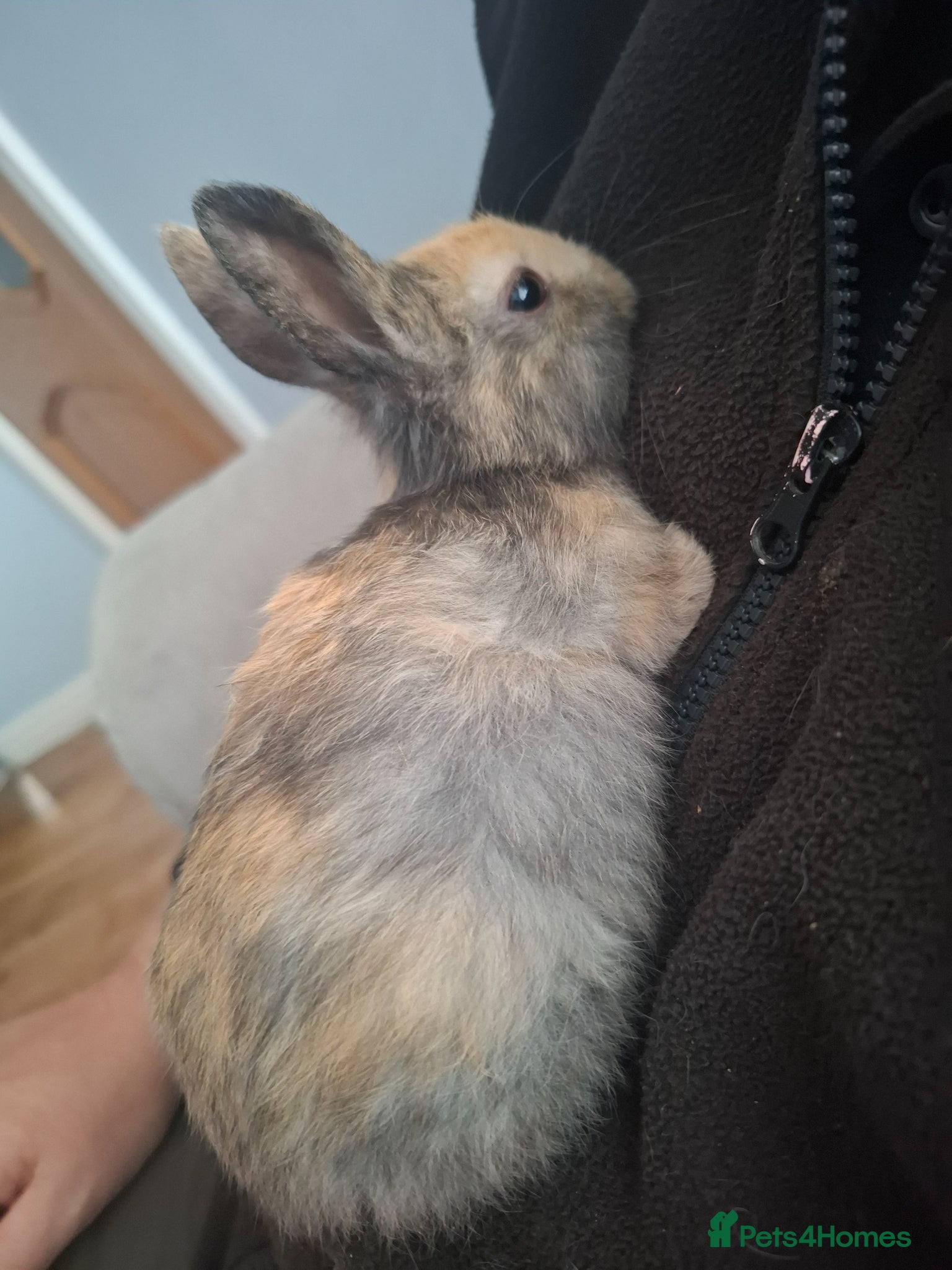 Mixed Breed rabbits Brown/black rabbits - Advert 4