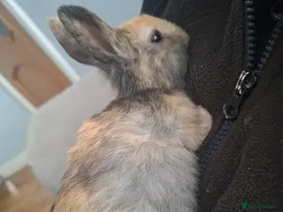 Mixed Breed rabbits Brown/black rabbits - Advert 4