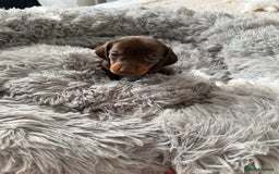 Dachshund dogs for sale: Beautiful litter of dachshund puppy’s  - Image 18