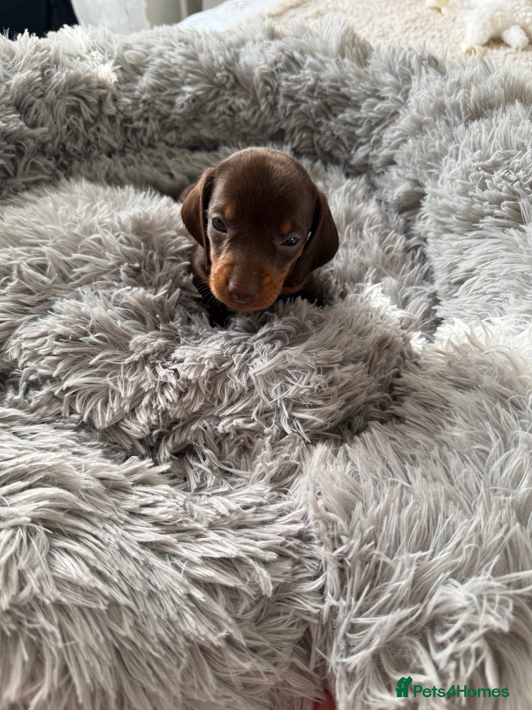 Dachshund dogs for sale: Beautiful litter of dachshund puppy’s  - Image 18