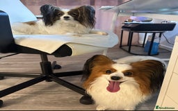 Papillon dogs for sale: KC reg petite Papillon puppies for forever homes - Image 2