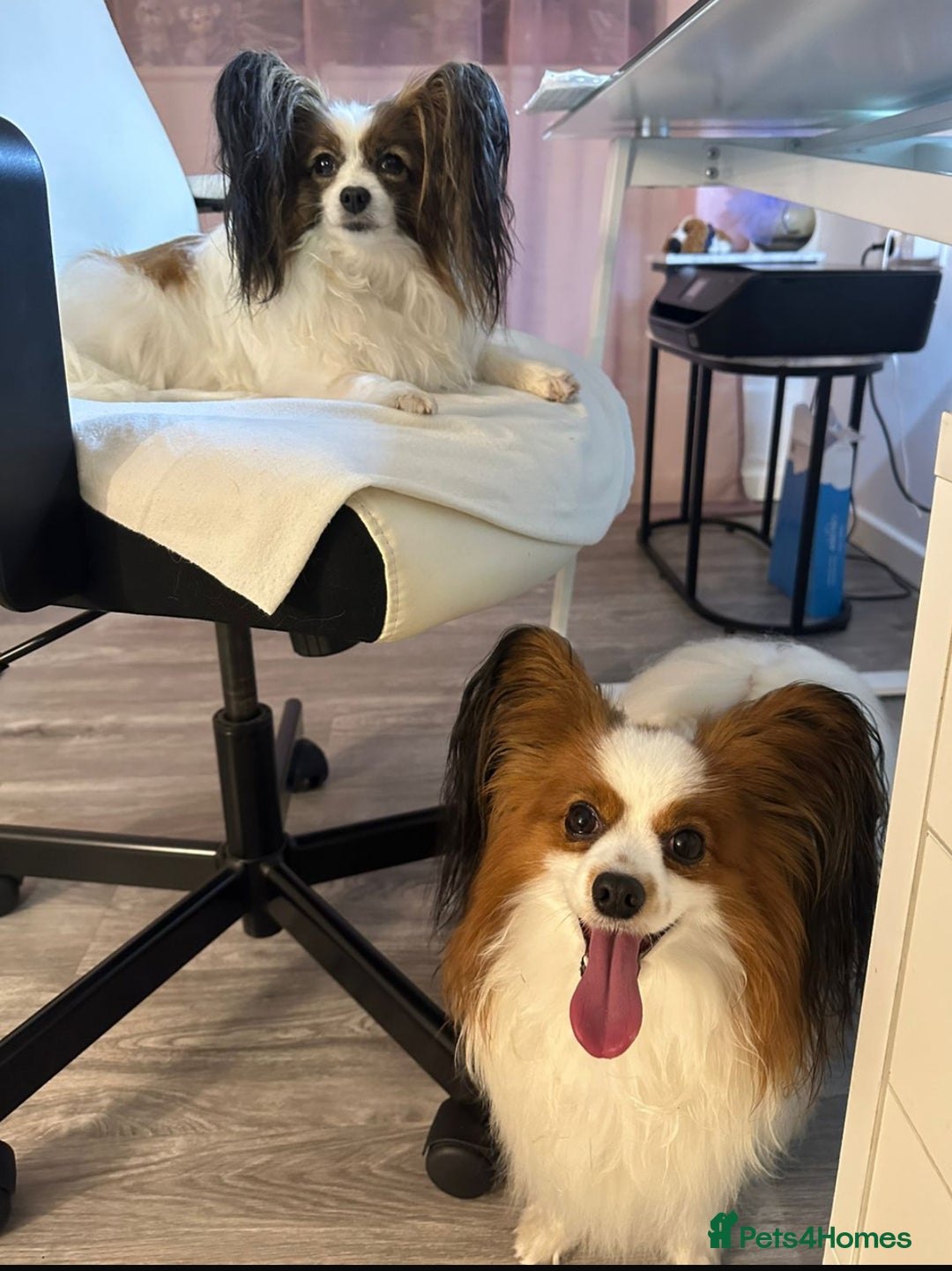 Papillon dogs for sale: KC reg petite Papillon puppies for forever homes - Image 2