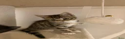 Mixed Breed cats for sale: Playful, fluffy babies  in London - Advert 4