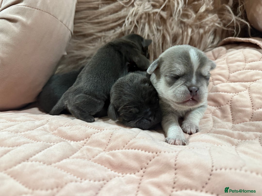 Pug dogs for sale: Rare coloured pug puppies available  - Advert 6