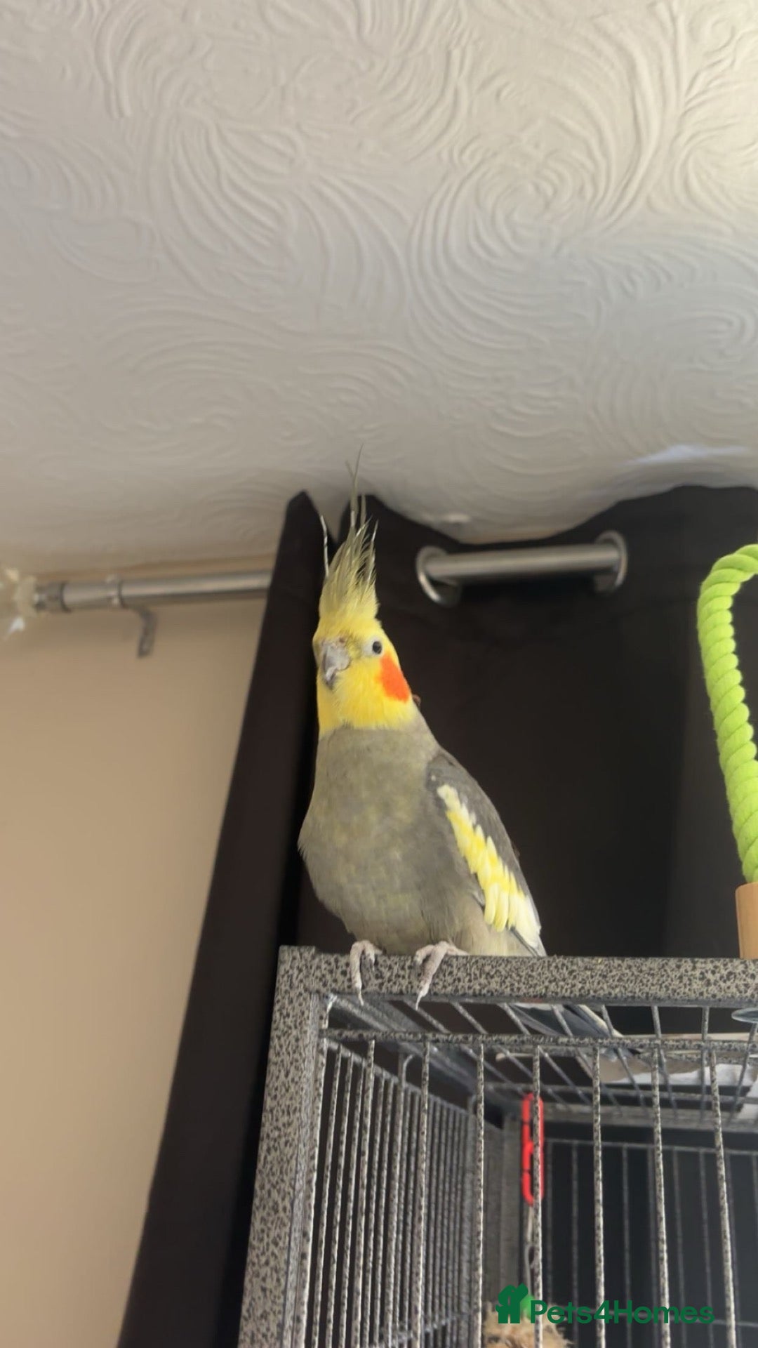 Cockatiels birds male cockatiel - Advert 4