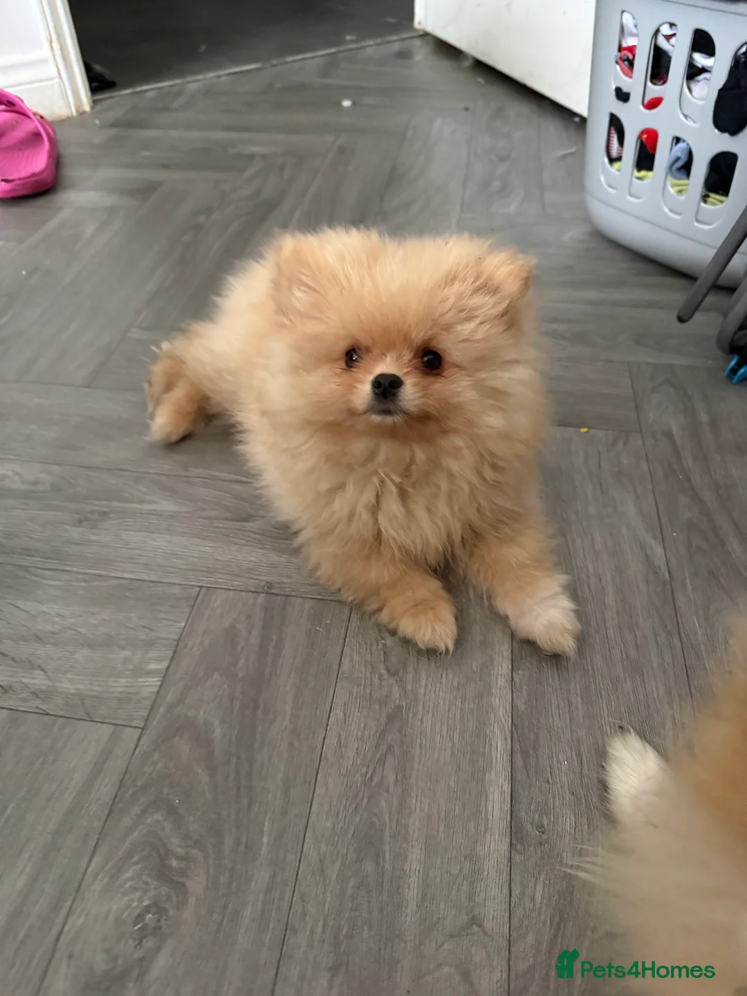 Pomeranian dogs for sale: Beautiful fluffy pomeranian boy - Advert 4
