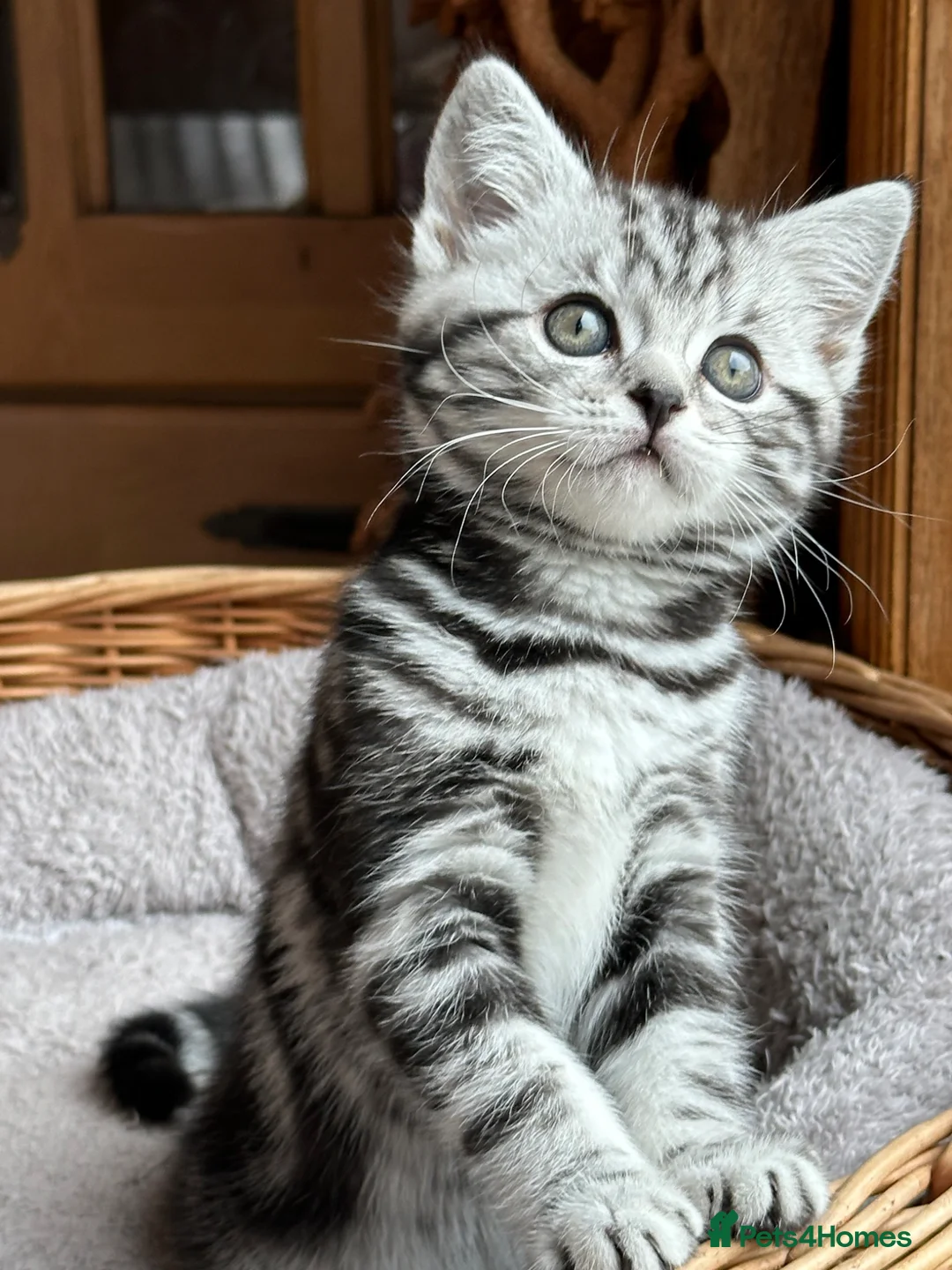 British Shorthair cats for sale: Beautiful litter ofBSH  Silver Tabby Kittens - Advert 2