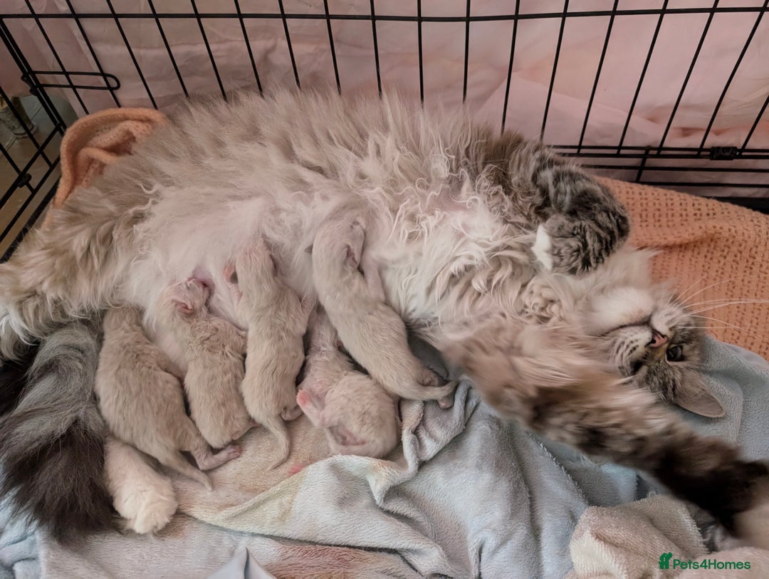 Siberian cats for sale: Litter "W" Neva Masquerade - Image 22