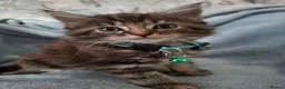 Mixed Breed cats for sale: 3x Beautiful maincoone cross kittens - Advert 13