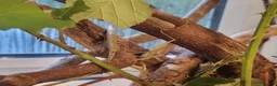 Stick Insects invertebrates for sale: Large Komodo Glass Terrarium Indian stick insects - Advert 7