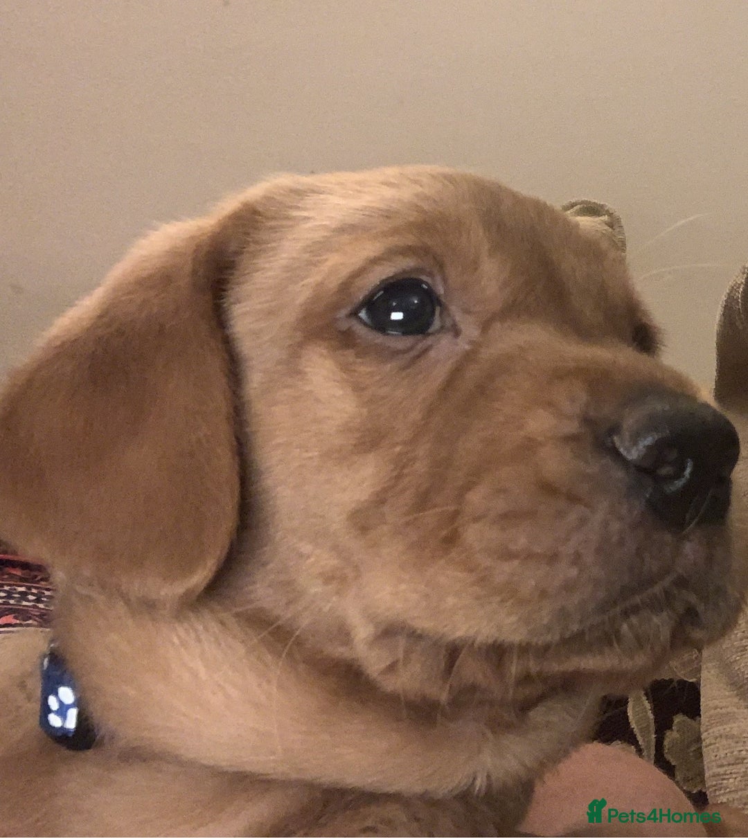 Labrador Retriever dogs for sale: Red Fox Labrador Puppies  - Image 5