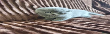 Scottish Fold 2