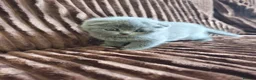 Scottish Fold cats for sale: Scottish fold  - Advert 5