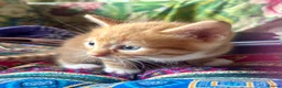 Mixed Breed cats for sale: Tabitha has had a joyful litter of 7 beauties! - Advert 17